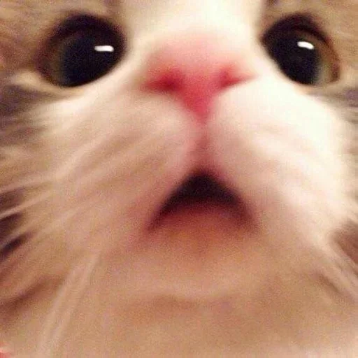 😮 Стикер «котики х2» для Telegram