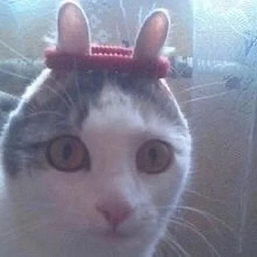 🐰 Стикер «котики х2» для Telegram