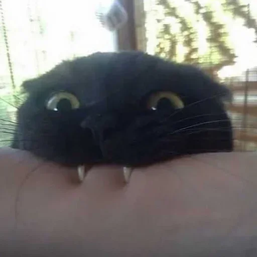 😋 Стикер «котики х2» для Telegram