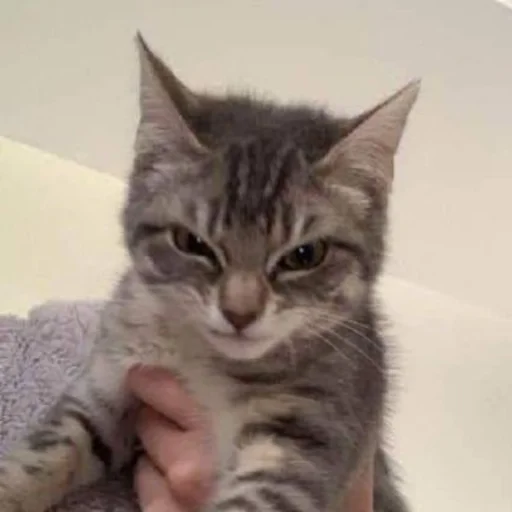 😾 Стикер «котики х2» для Telegram