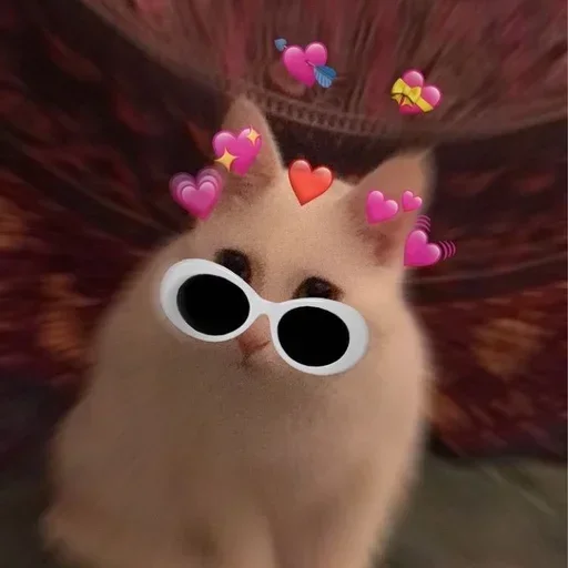 💞 Стикер «котики х2» для Telegram