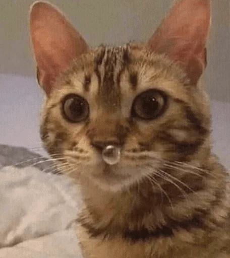🤤 Стикер «котики х2» для Telegram