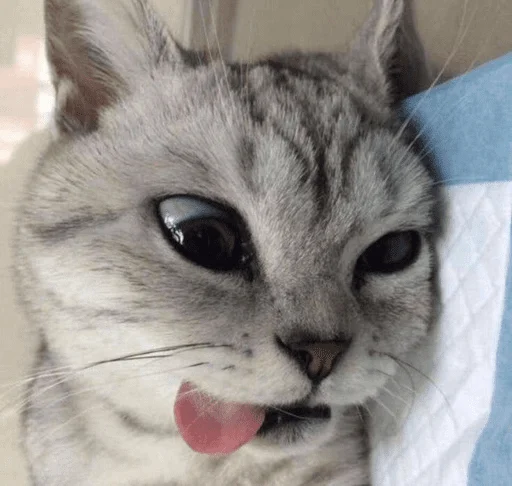 🤪 Стикер «котики х2» для Telegram
