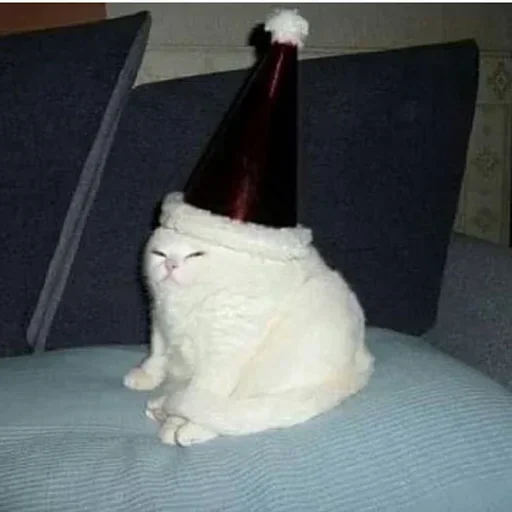 🎅 Стикер «котики х2» для Telegram