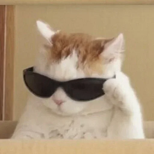 😎 Стикер «котики х2» для Telegram