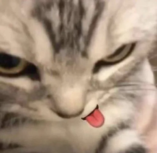 😜 Стикер «котики х2» для Telegram