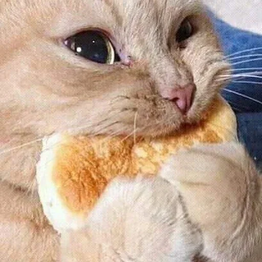 🥞 Стикер «котики х2» для Telegram