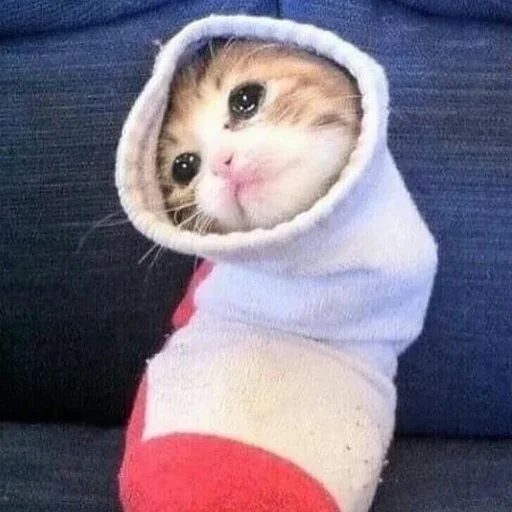 🧦 Стикер «котики х2» для Telegram