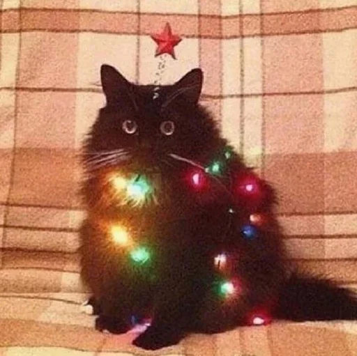🌲 Стикер «котики х2» для Telegram