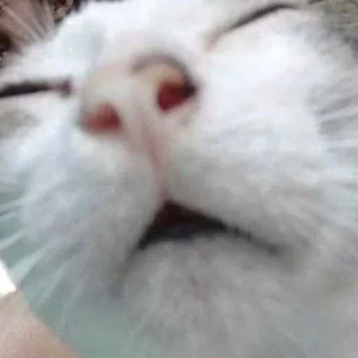😴 Стикер «котики х2» для Telegram