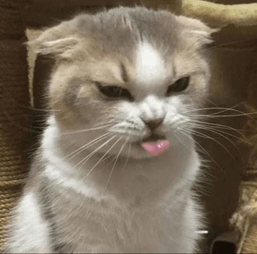 😤 Стикер «котики х2» для Telegram