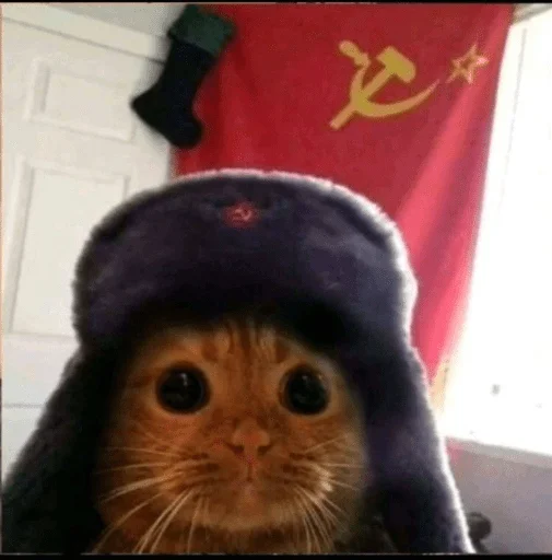 🛠 Стикер «котики х2» для Telegram