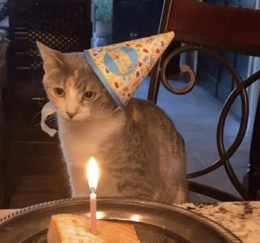 🥳 Стикер «котики х2» для Telegram