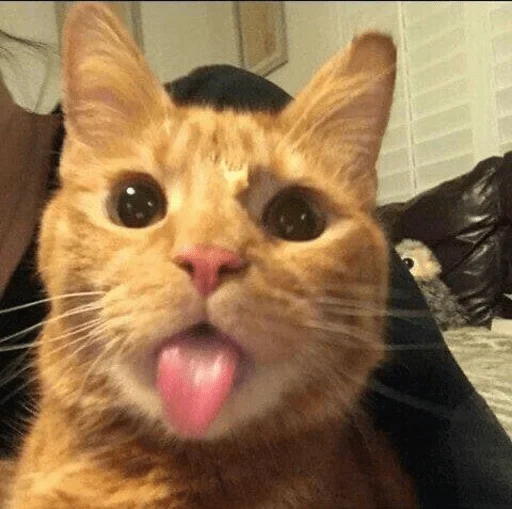 😛 Стикер «котики х2» для Telegram