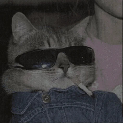🤓 Стикер «котики х2» для Telegram
