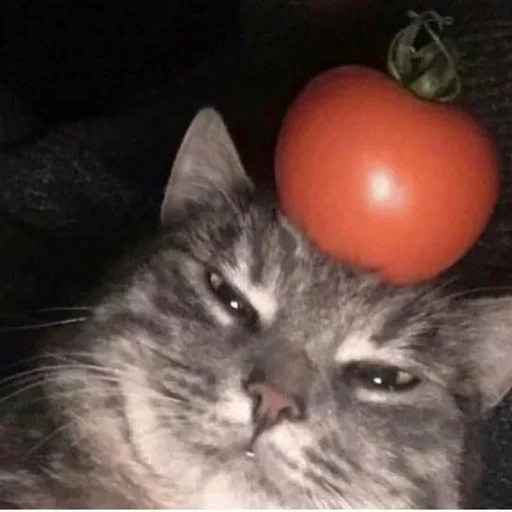 🍅 Стикер «котики х2» для Telegram