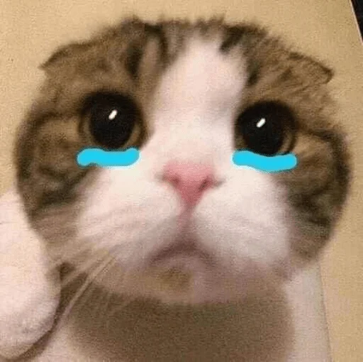 🥺 Стикер «котики х2» для Telegram
