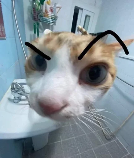 🤨 Стикер «котики х2» для Telegram