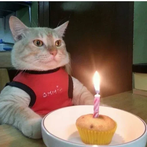 🕯 Стикер «котики х2» для Telegram