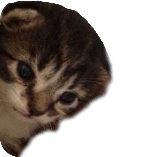 🐱 Стикер «коти» для Telegram