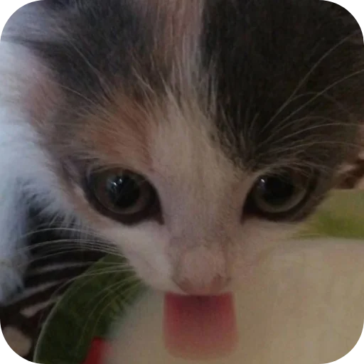 😛 Стикер «коти» для Telegram