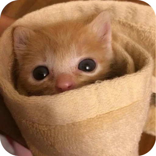🌯 Стикер «коти» для Telegram