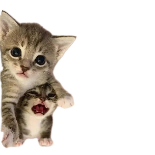 🐱 Стикер «коти» для Telegram