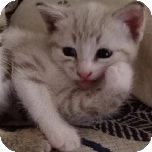 🐱 Стикер «коти» для Telegram