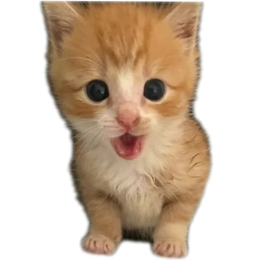 🐱 Стикер «коти» для Telegram