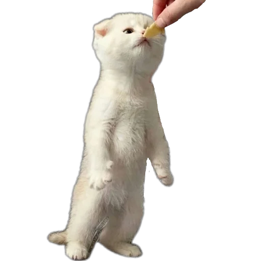 🐱 Стикер «коти» для Telegram