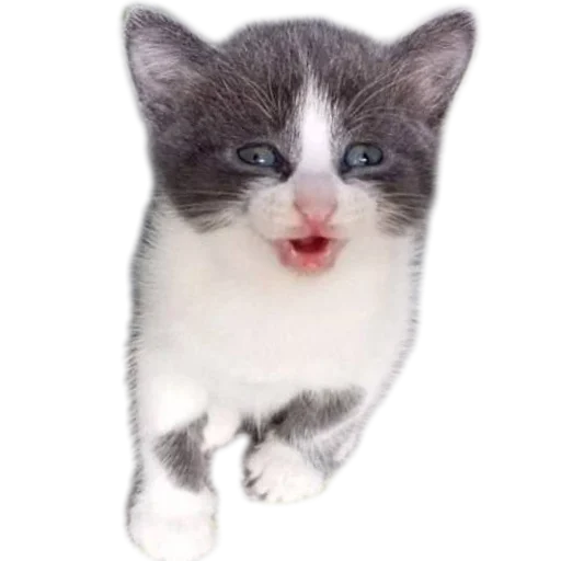 😁 Стикер «коти» для Telegram