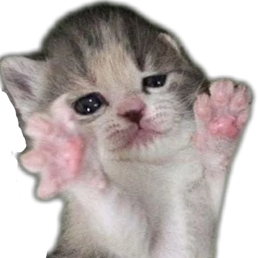 🐱 Стикер «коти» для Telegram