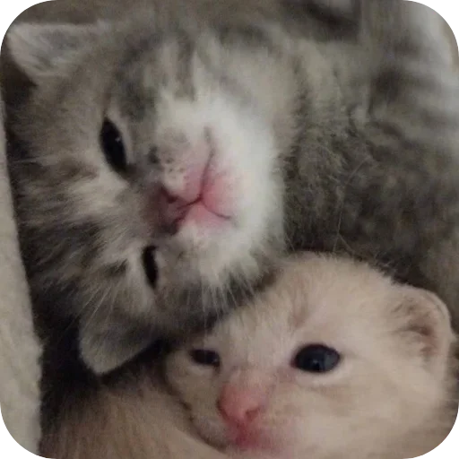 🥴 Стикер «коти» для Telegram