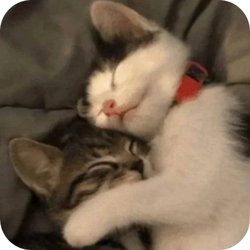 🥰 Стикер «коти» для Telegram