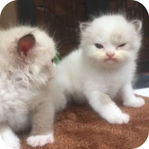 🐱 Стикер «коти» для Telegram
