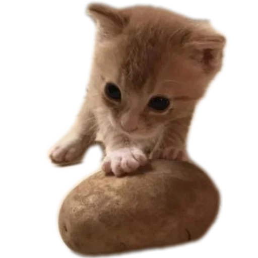 ☝ Стикер «коти» для Telegram