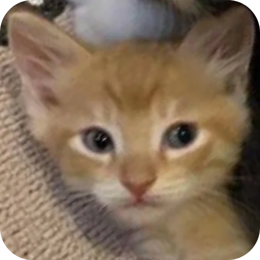 🐱 Стикер «коти» для Telegram