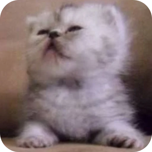 🐱 Стикер «коти» для Telegram
