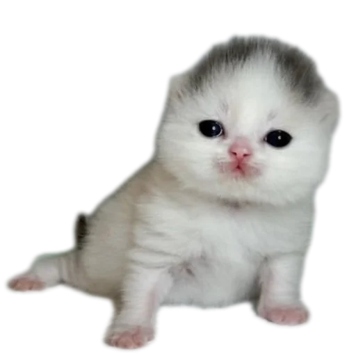 🐱 Стикер «коти» для Telegram