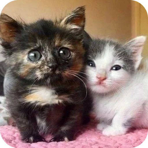 🥰 Стикер «коти» для Telegram
