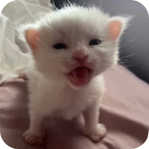 🤣 Стикер «коти» для Telegram