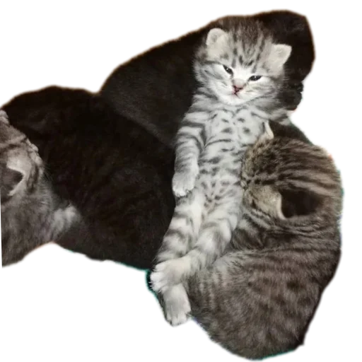 😈 Стикер «коти» для Telegram