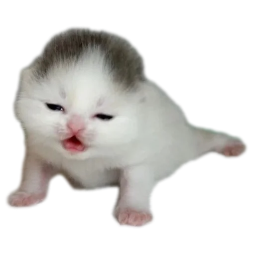 🐱 Стикер «коти» для Telegram
