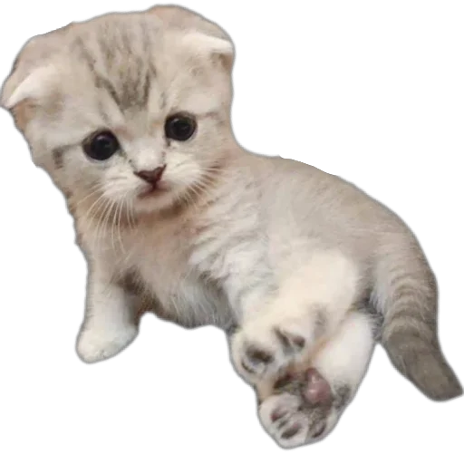 ☺ Стикер «коти» для Telegram