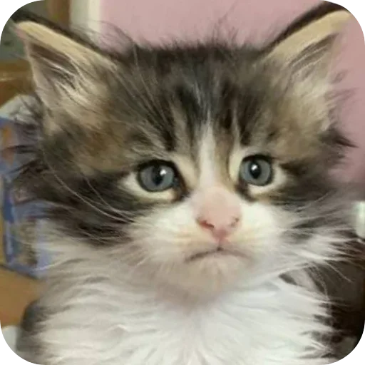 😐 Стикер «коти» для Telegram