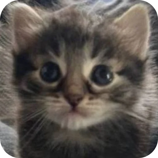 👁 Стикер «коти» для Telegram