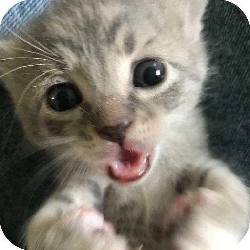🐱 Стикер «коти» для Telegram