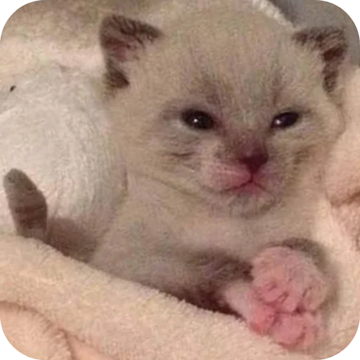 🐱 Стикер «коти» для Telegram