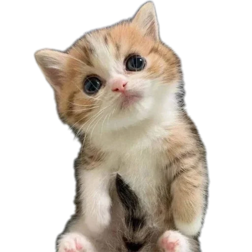 🐱 Стикер «коти» для Telegram