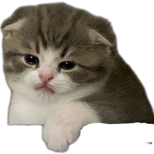 🐱 Стикер «коти» для Telegram